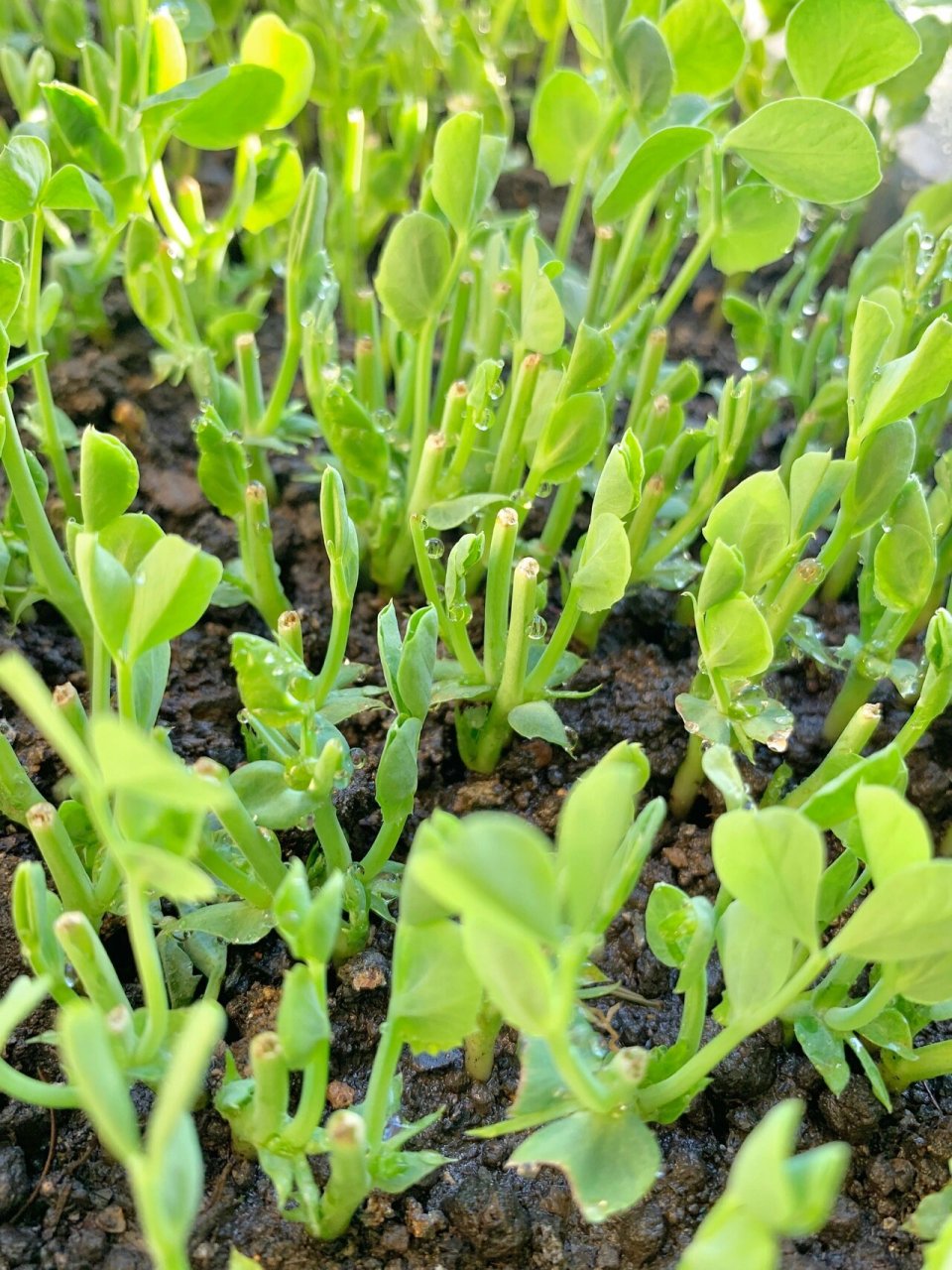 阳台种菜-豌豆苗第二茬97第六天的样子977891 9797芽苗