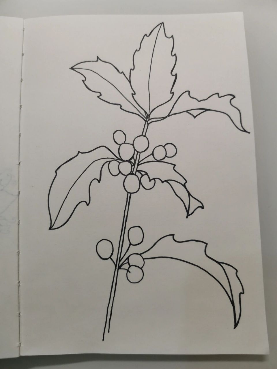 零基础学画画106～冬青(附步骤) 临摹《一笔一世界》 冬青属于常绿