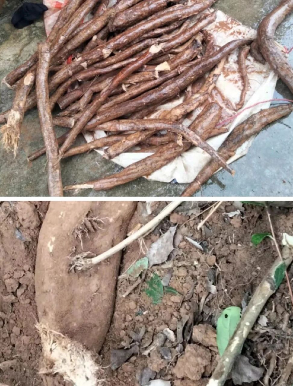 别被骗了野生柴葛与粉葛区别(叶子,截面) 柴葛根和粉葛根虽然都统称为