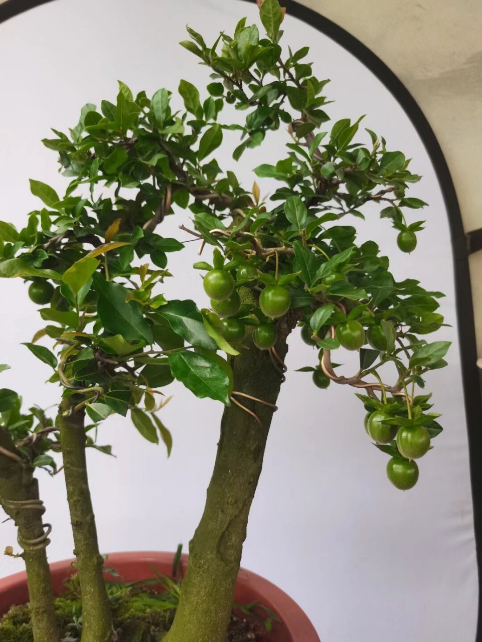 金弹子胭脂算盘血红果,丛林式盆景 金弹子胭脂算盘血红果,丛林式盆景