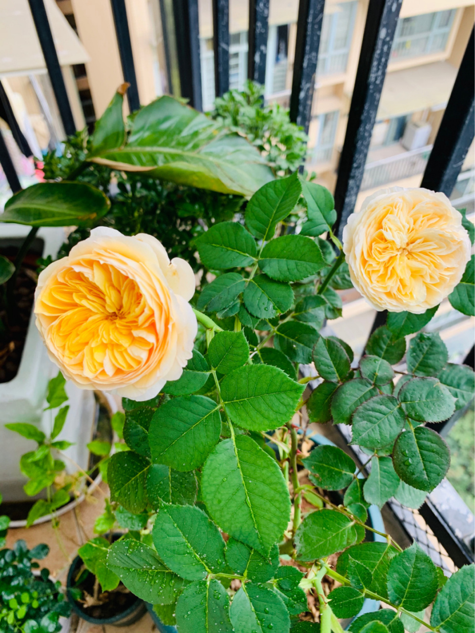 买回来快一个月,朱丽叶,真宙,果汁阳台月季都开花了,接下来应该要给