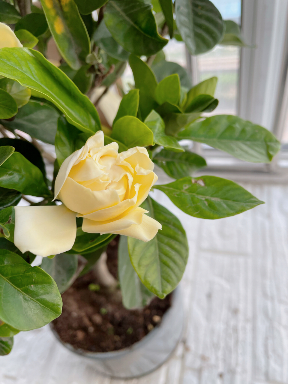 神奇的发现……一株栀子花竟然有两种颜色的花 自从养了花以后,每天