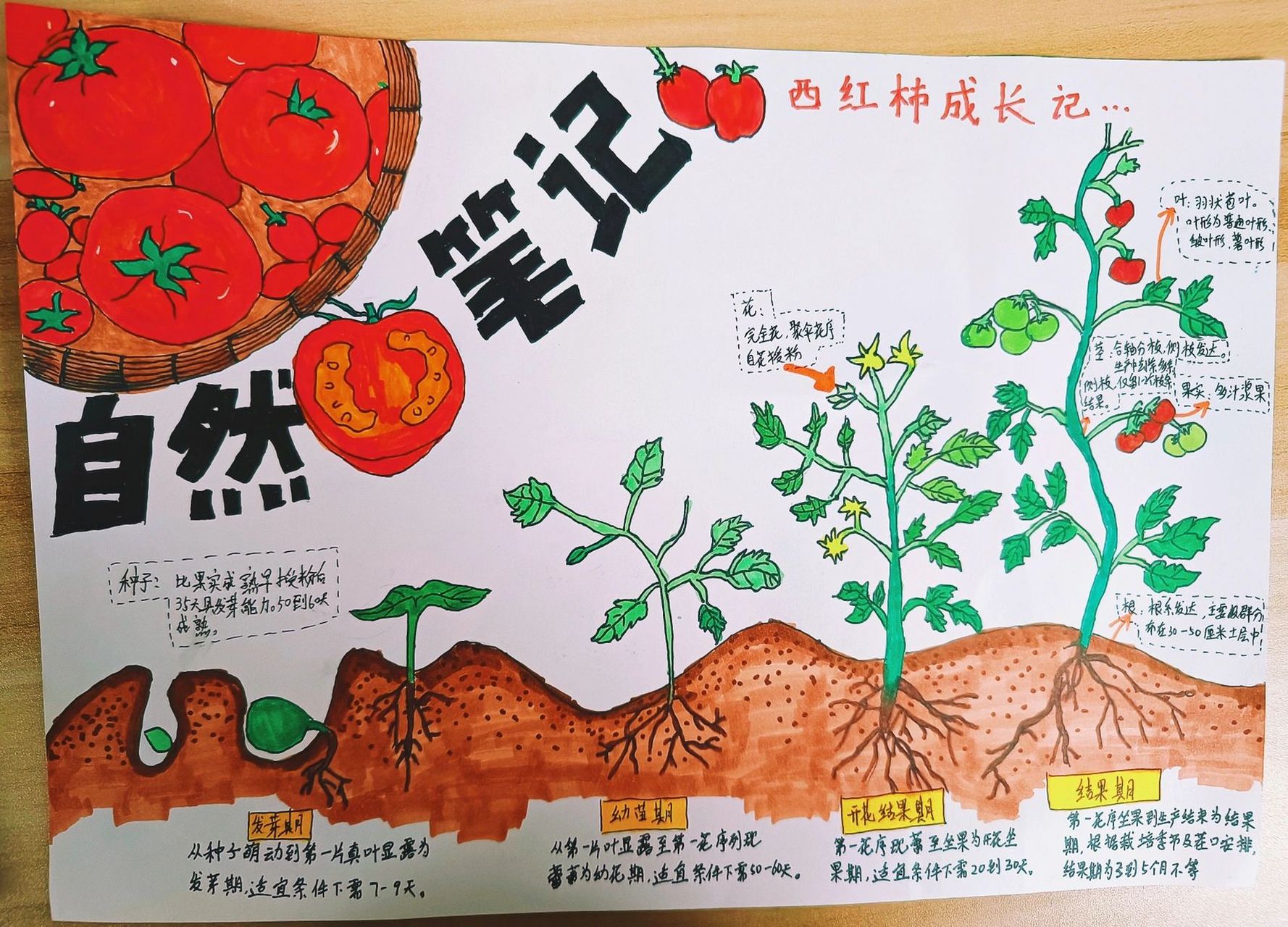 番茄生长简笔画图片