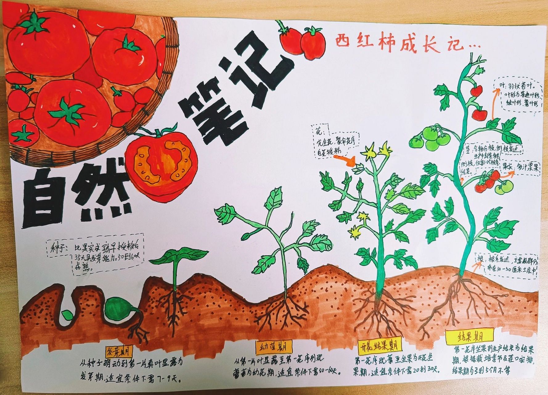 四年级植物生长手抄报图片