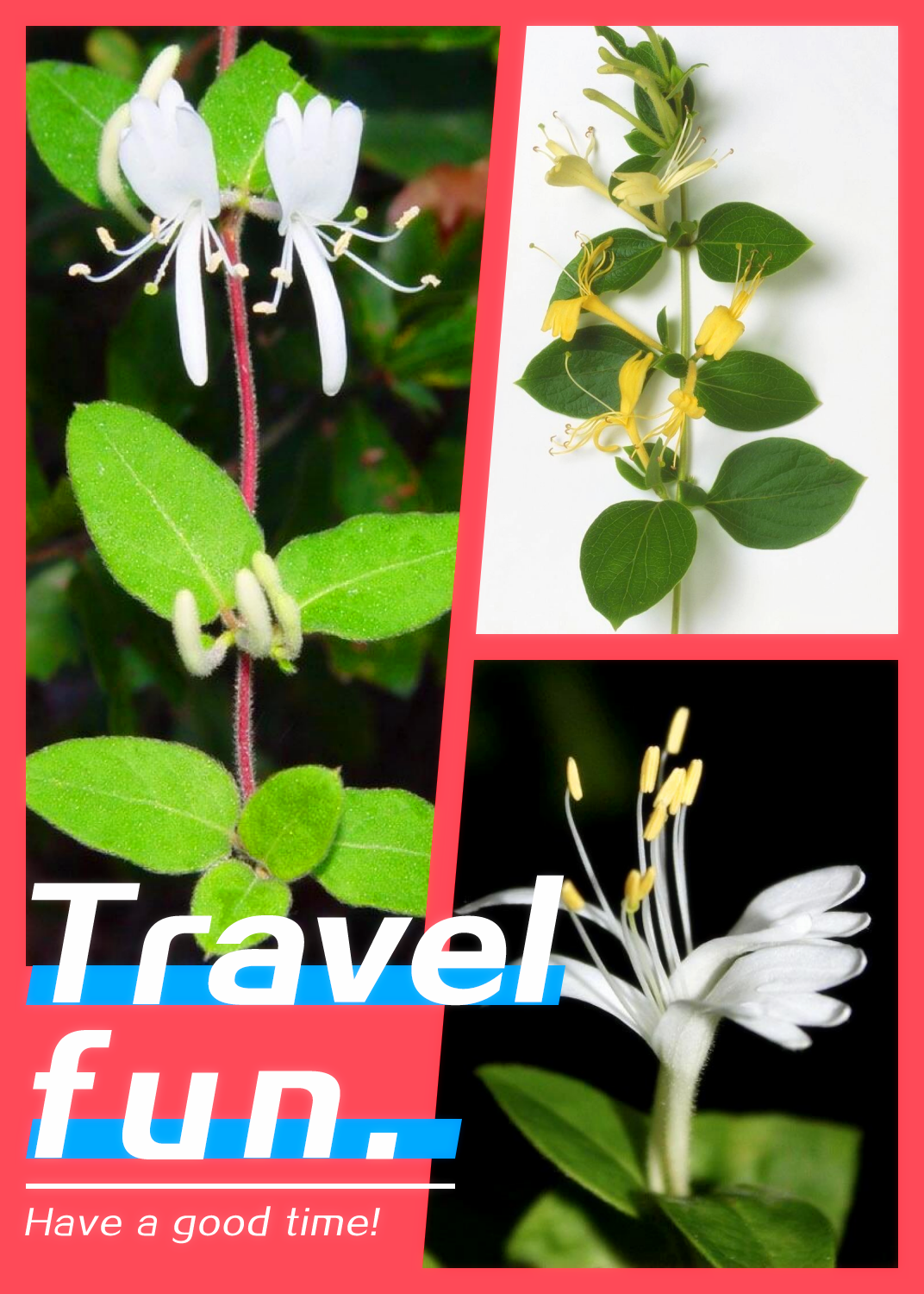每日一花 | 忍冬  忍冬(lonicera japonica thunb.