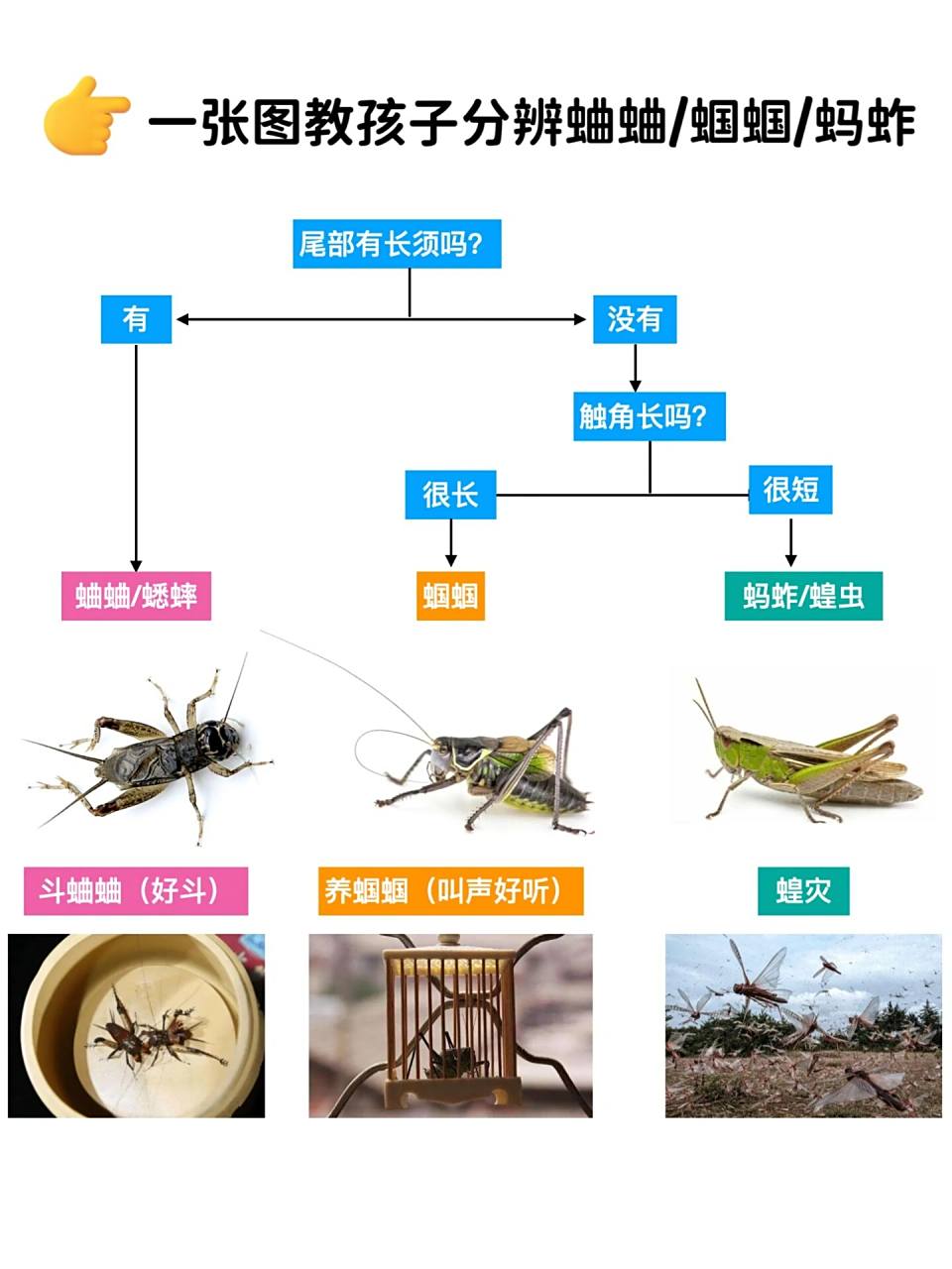 一张图教孩子分辨蛐蛐/蝈蝈/蚂蚱