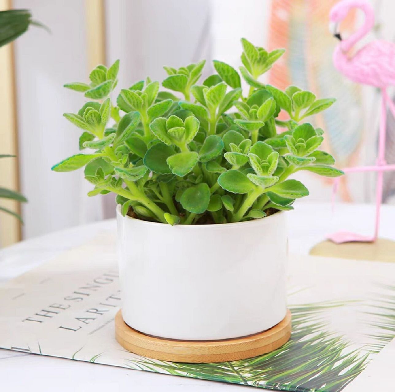 植物养护 | 碰碰香 碰碰香,之所以叫碰碰香,原因就是当它的叶片受到