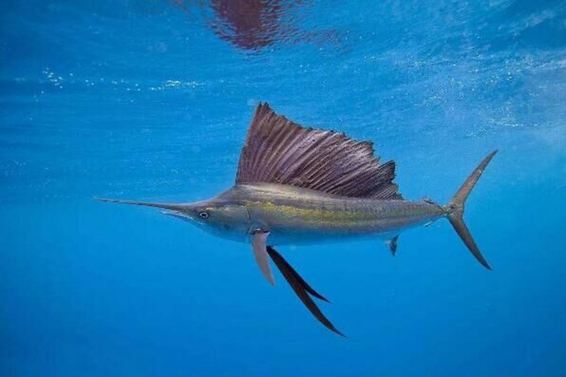 在海洋世界,速度才是王道.那么,海里游得最快的鱼前十有哪些呢?