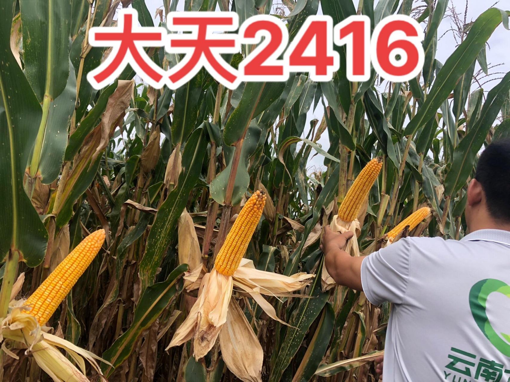 大天2416农户的首选高产玉米种子
