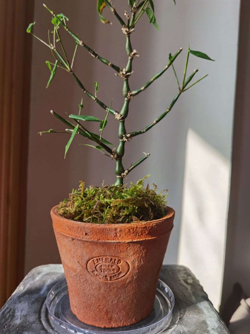 佛肚竹还算比较好养的植物,只要有水就行,就是不太会修剪,谁知道怎么