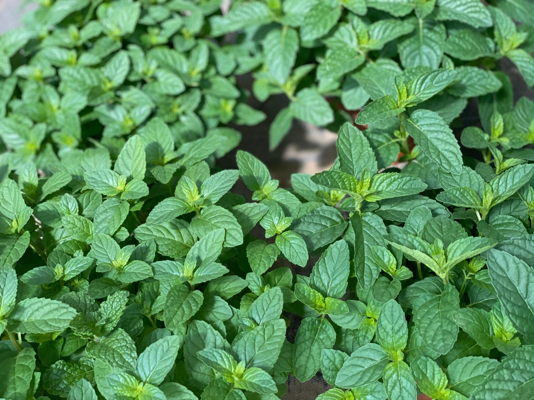 十香菜和薄荷图片区分图片