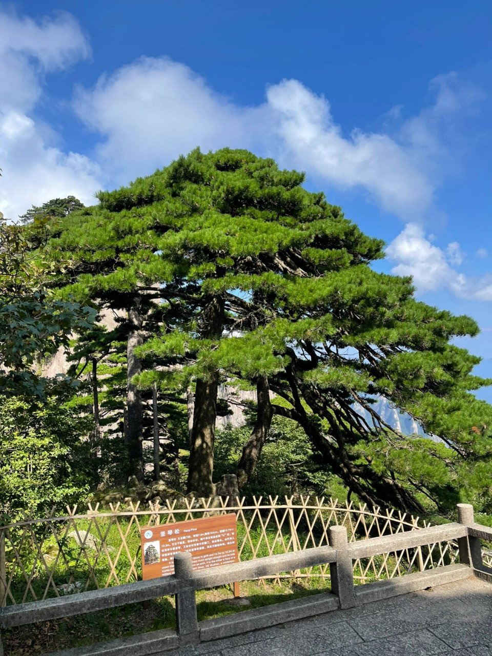 竖琴松 黄山十大名松