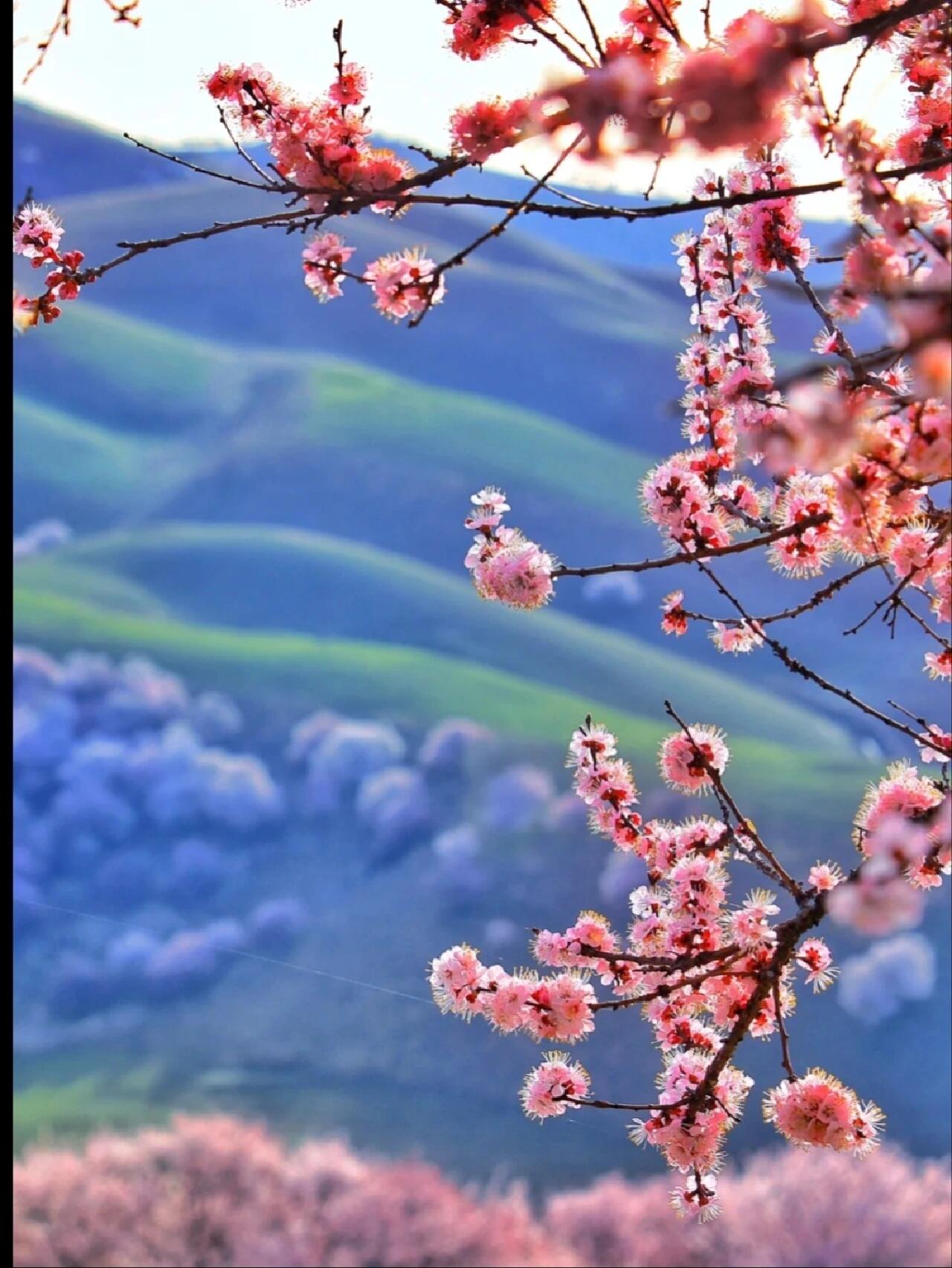 97新疆伊犁|为期七天的野杏花|吐尔根