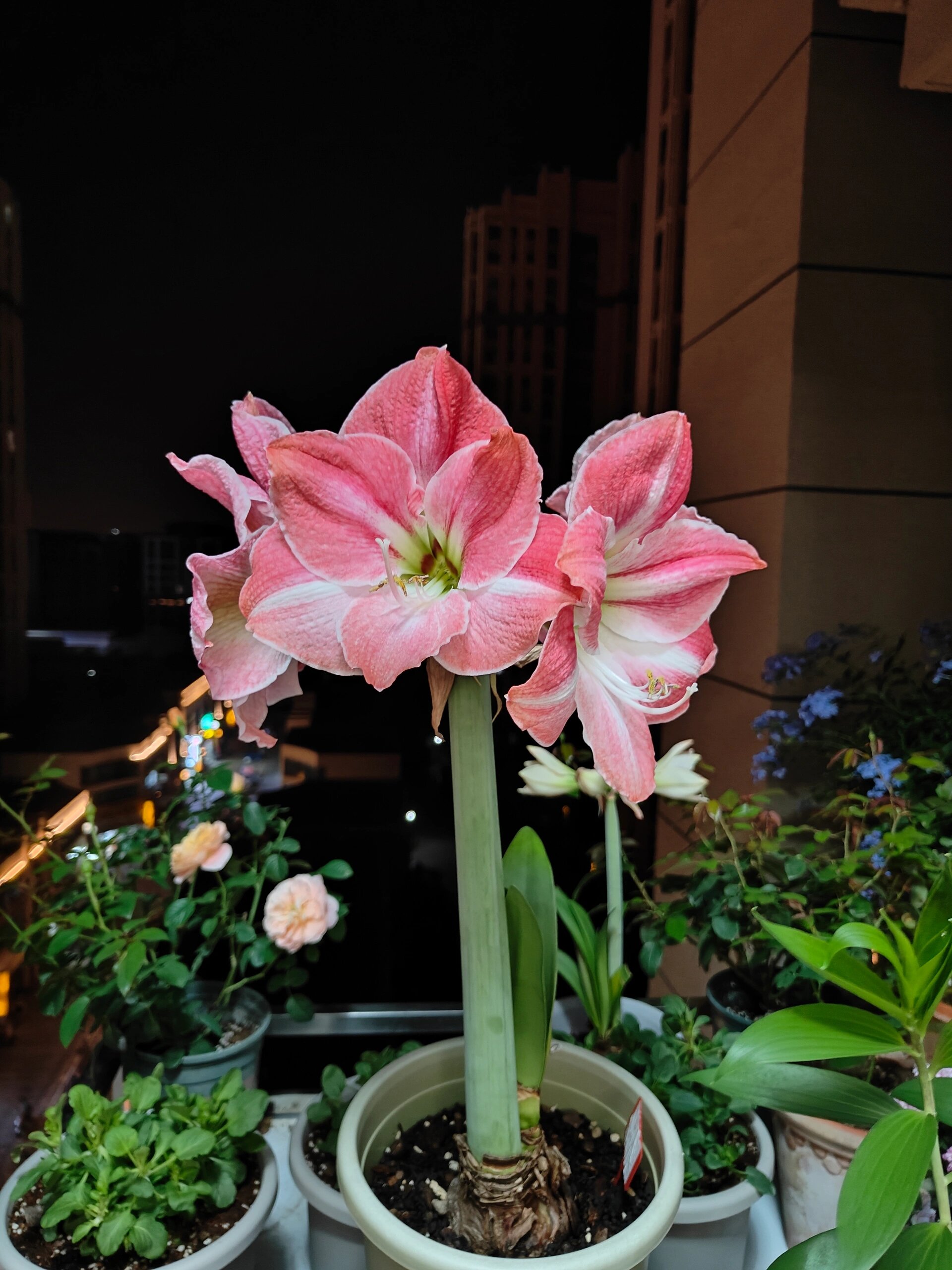 樱花朱顶红,粉粉嫩嫩,太仙气啦