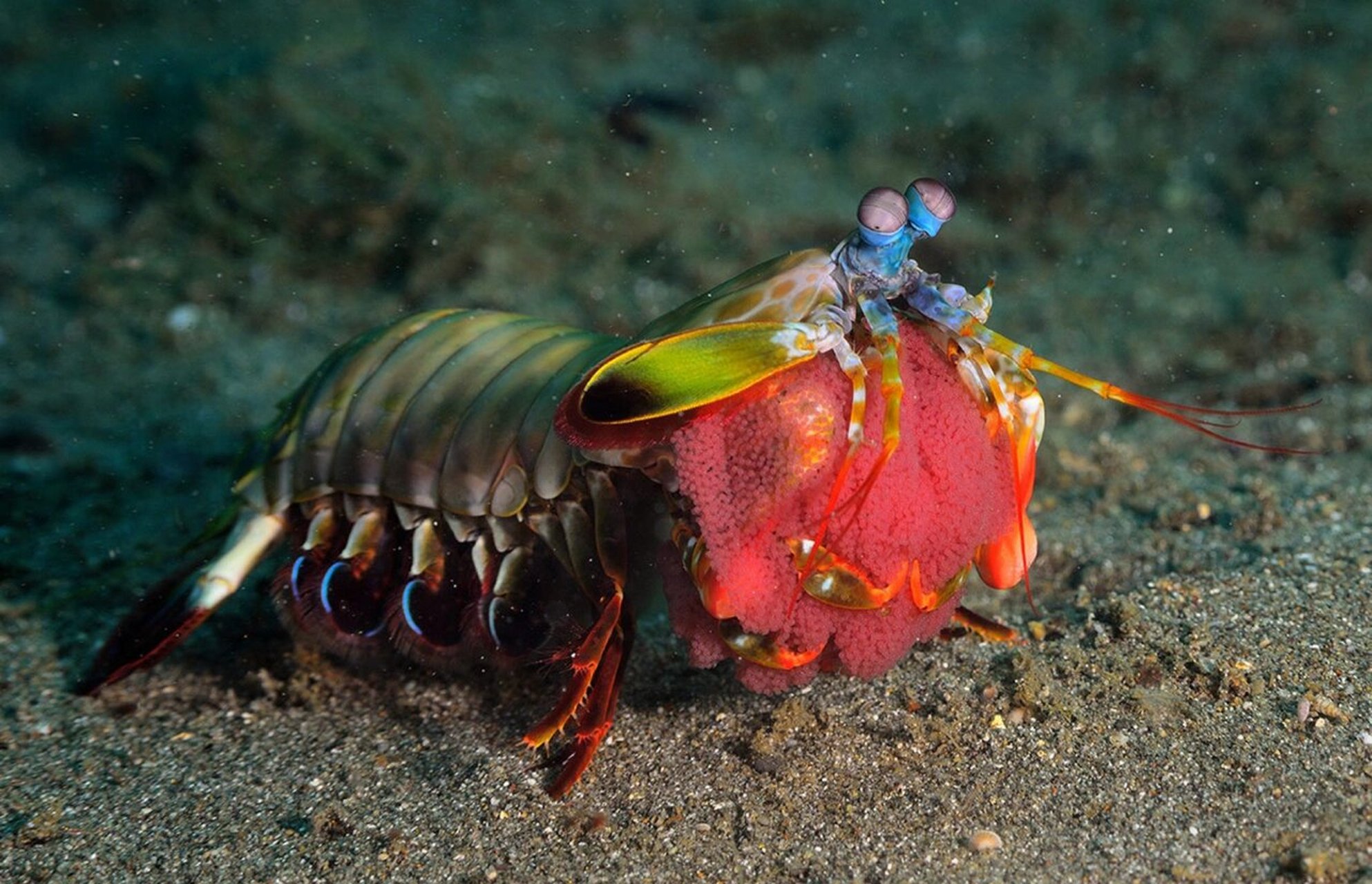 雀尾螳螂虾(七彩螳螂虾)