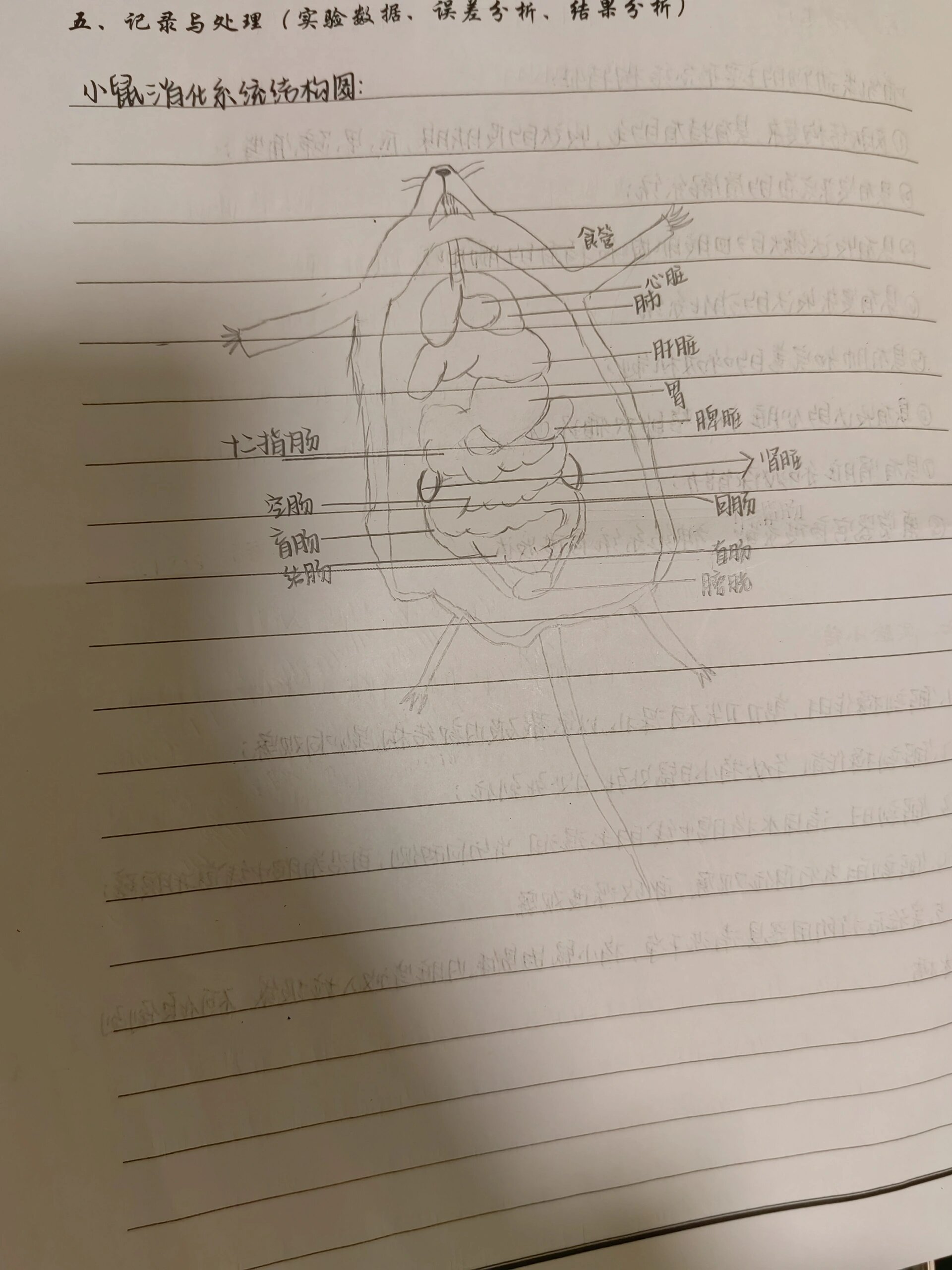 小白鼠解剖实验报告