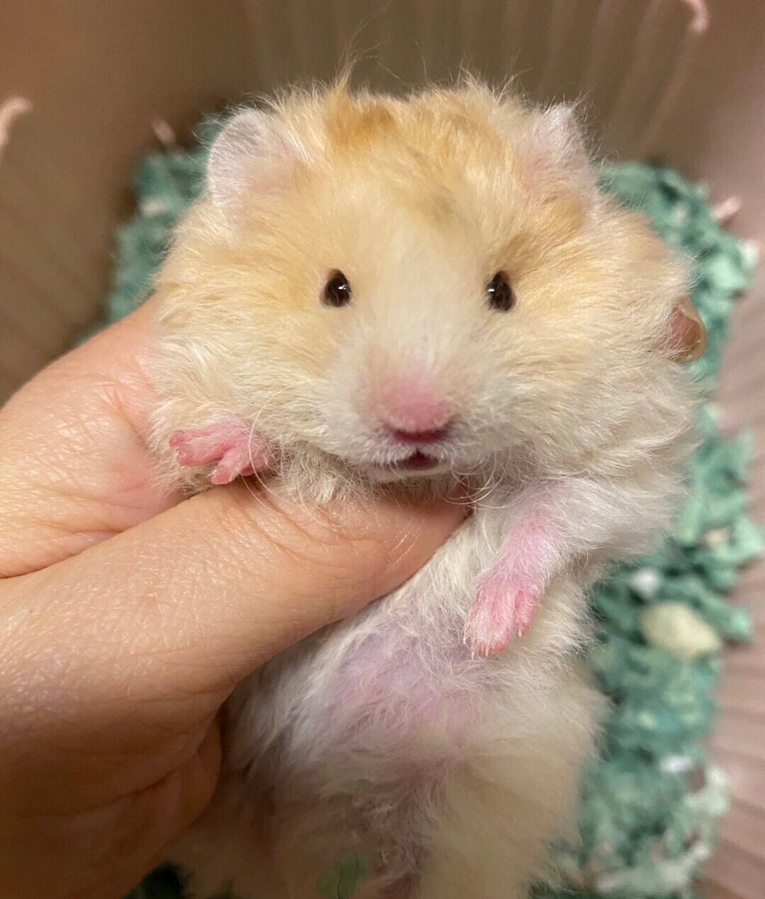 有没有大神啊,怎么区别蜜波利和面纹蜜啊