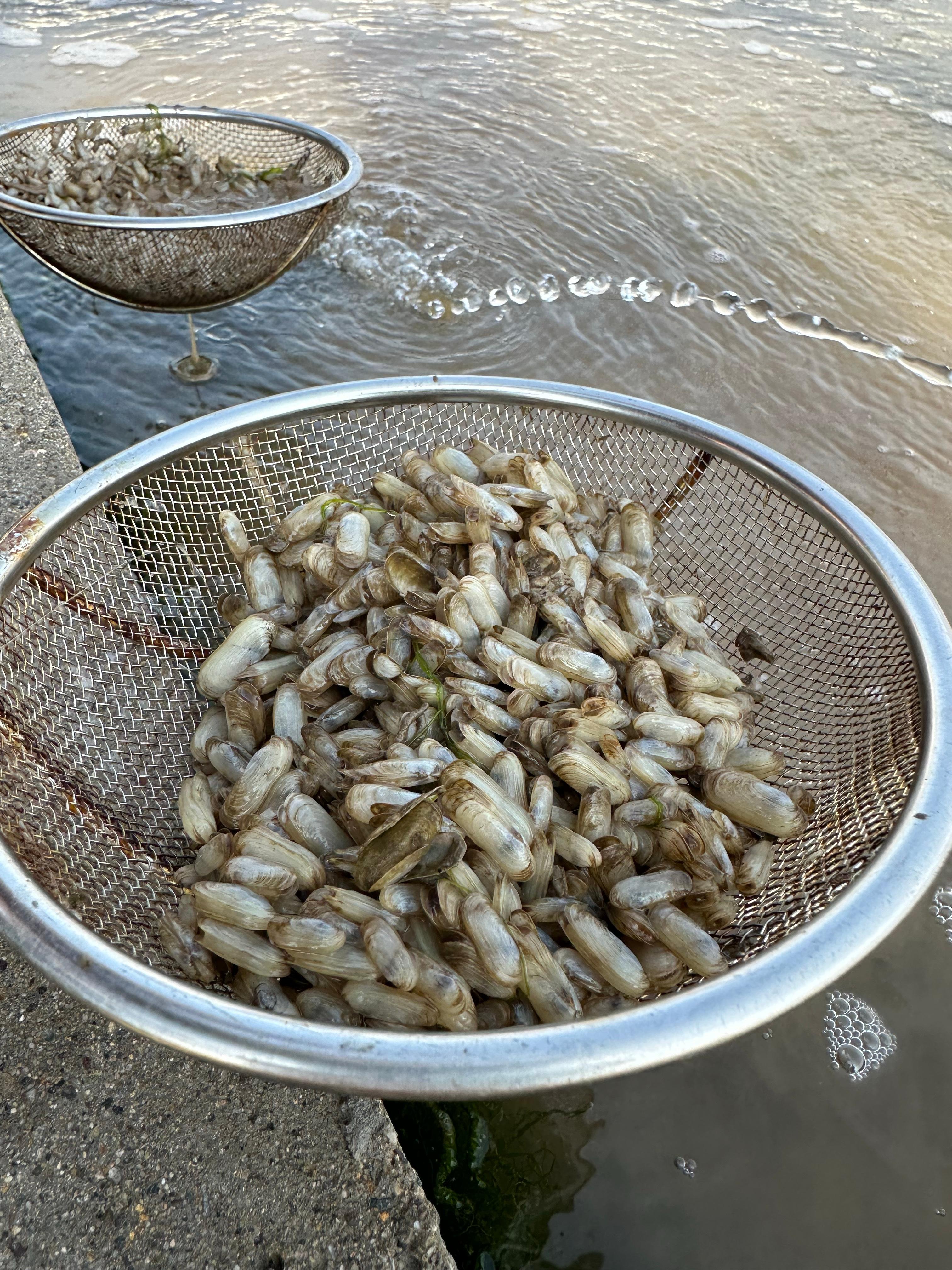 西g今晚请他吃正宗的"宁海长街"蛏子 #寻美浙江##寻美中国