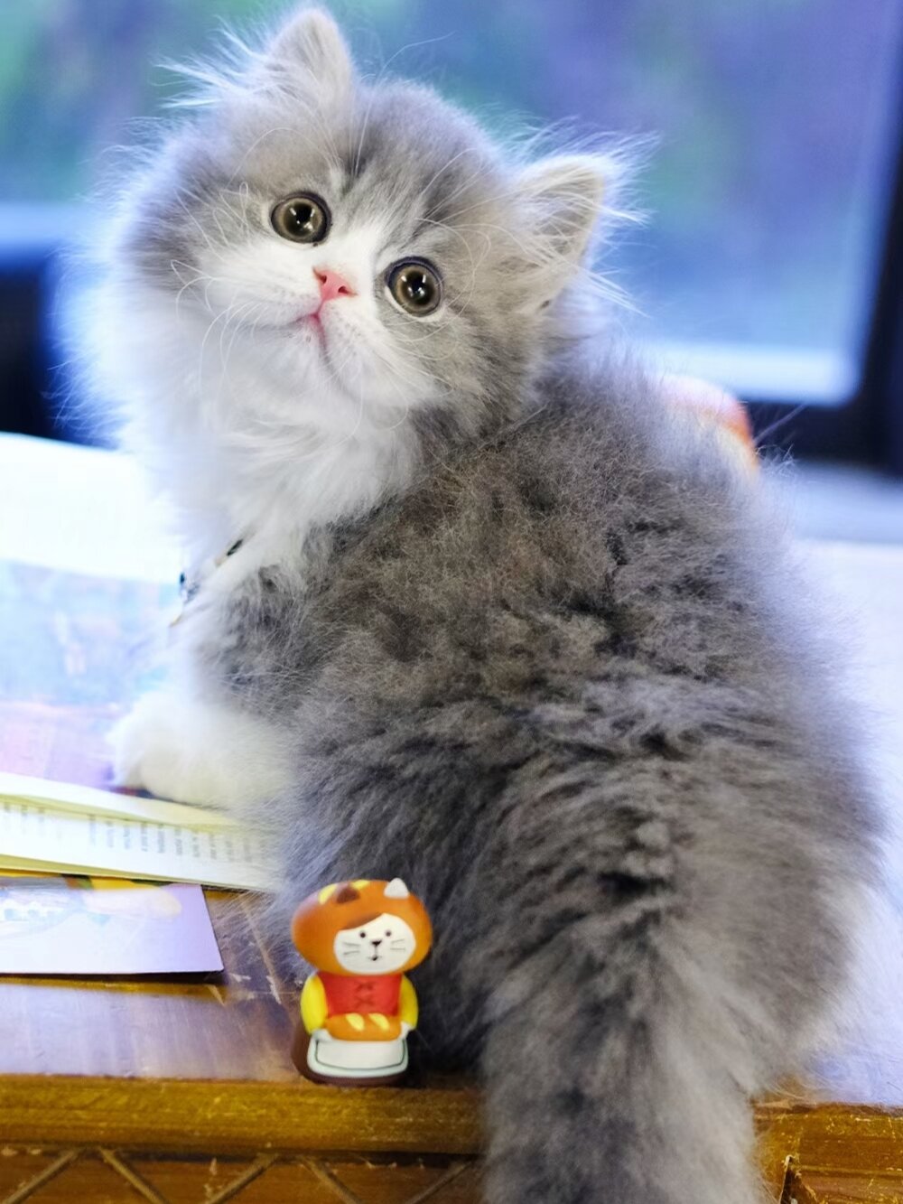 精品蓝虎斑加白拿破仑矮脚猫 曼基康长毛短 95精品蓝虎斑加白拿破仑
