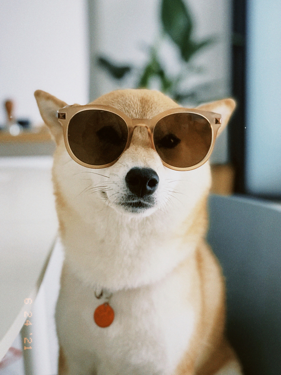 柴犬头像|墨镜一戴,谁都不爱