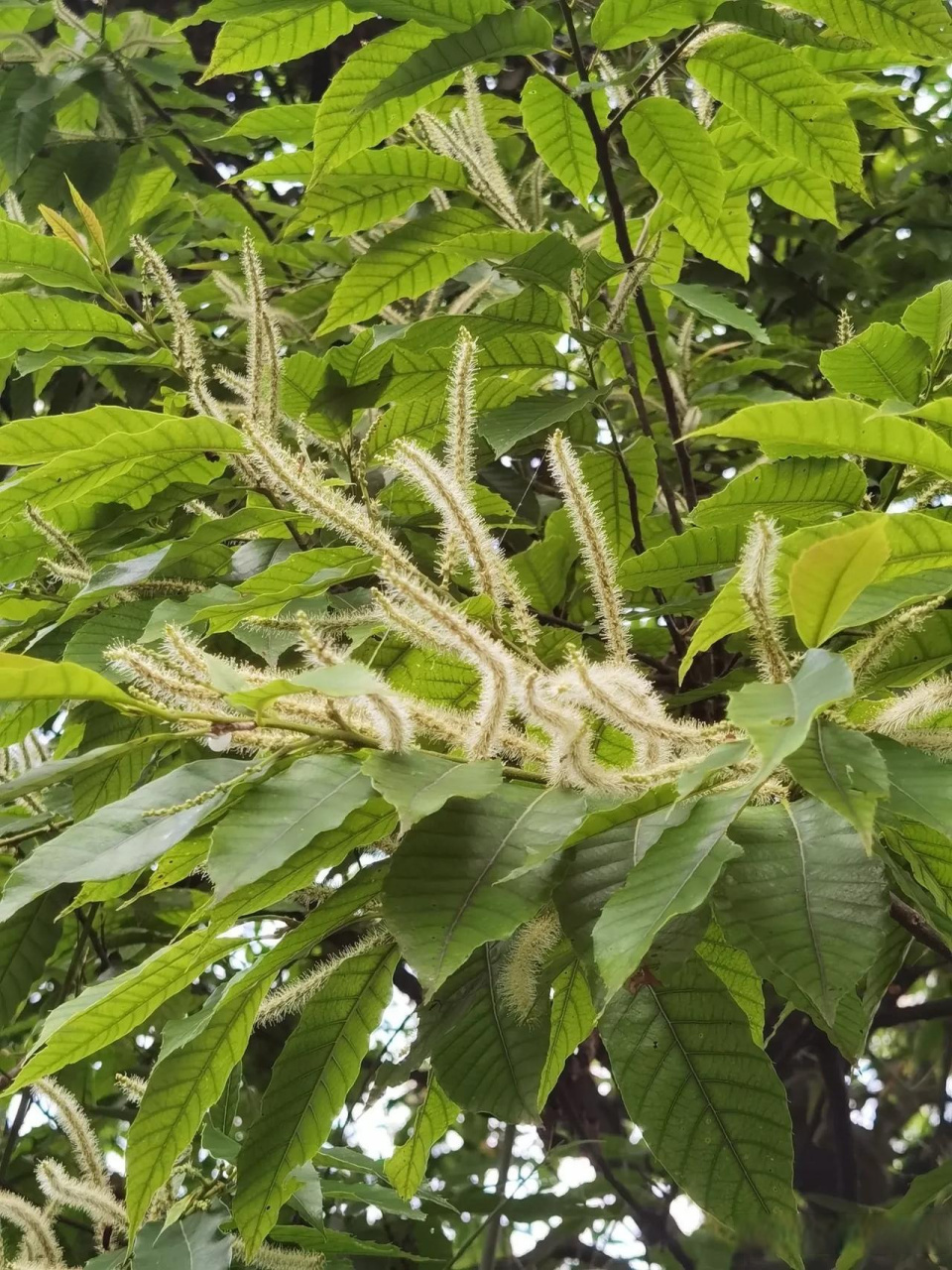 大叶锥栗图片