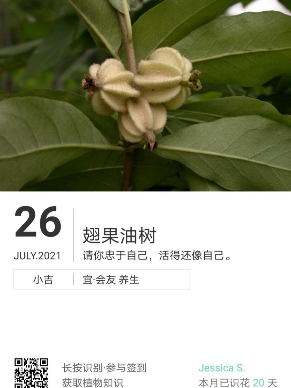 翅果油树 今日植物~ 翅果油树(elaeagnusmollisdiels)是胡颓子属植物