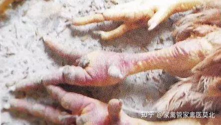 鸡禽流感的症状和治疗方法你知道吗