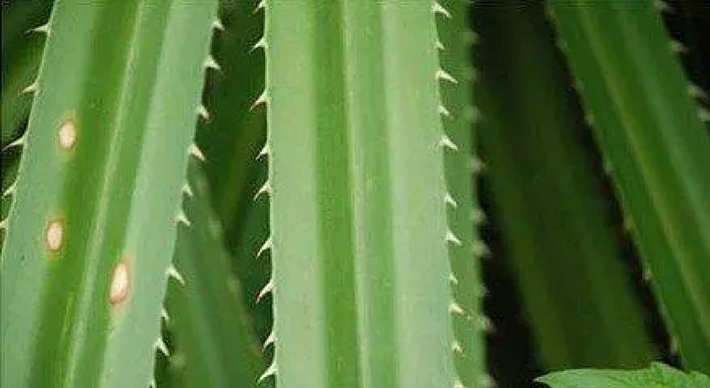 想问下这种带刺的植物叫什么?