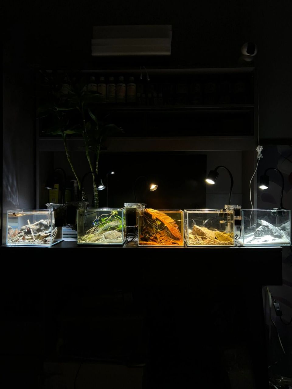 小小斗鱼缸 搭配造景 #新手养鱼# #鱼缸# #生态鱼缸# #水族# #鱼缸