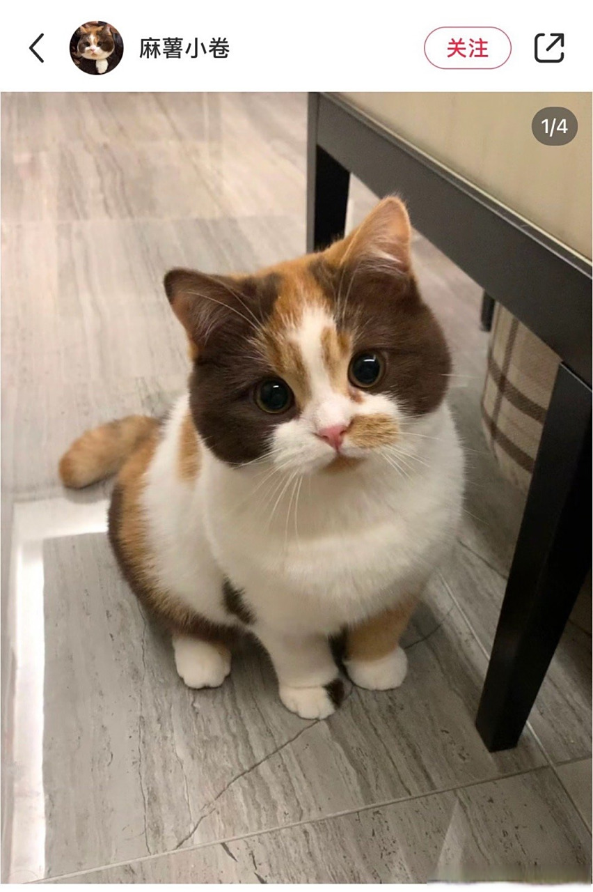 朋友们!北京哪里有卖巧克力三花英短的呀?