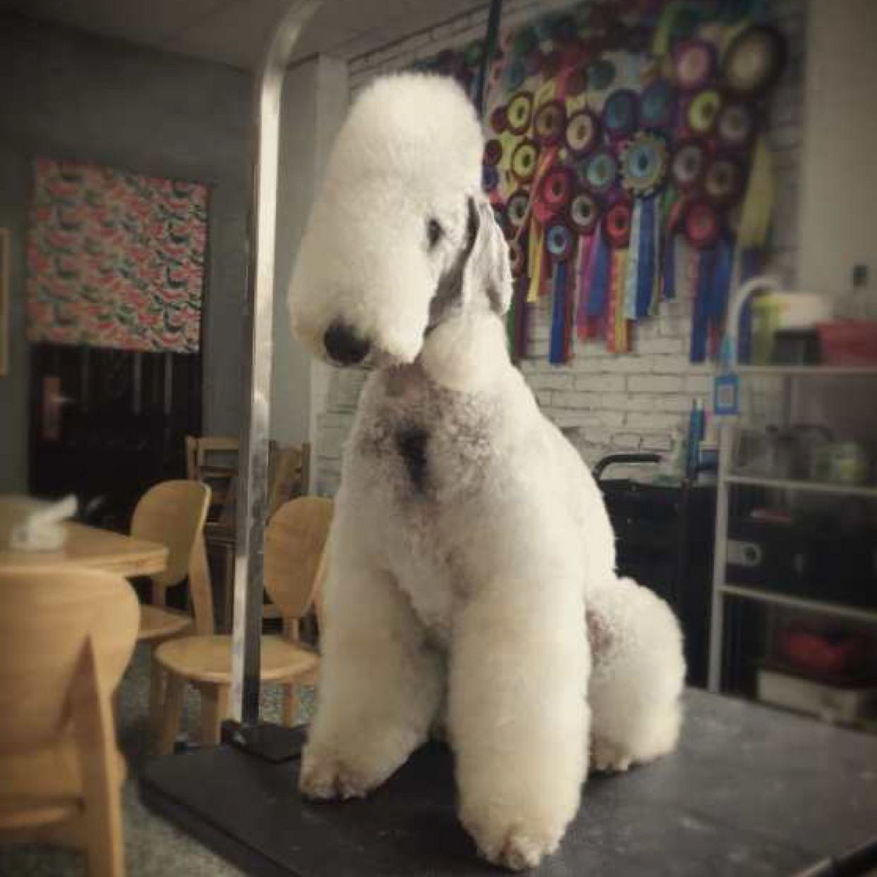 贝灵顿犬种知识正确的耳型,耳位 很多家长对贝灵顿的耳型耳位总是没有