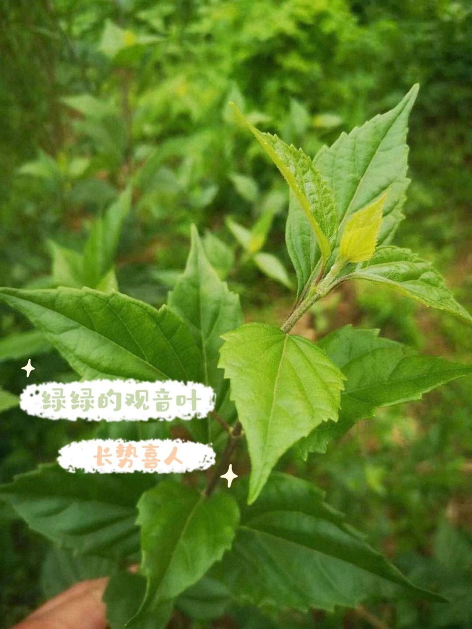 来看看绿油油的观音树吧,心情都变好了❤️  一大片绿油油长势喜