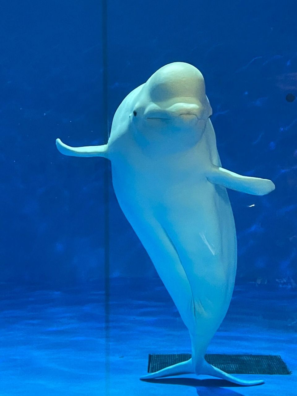 福州周边游 | 永泰欧乐堡海洋世界(最强攻略 真的不允许还有人没过去