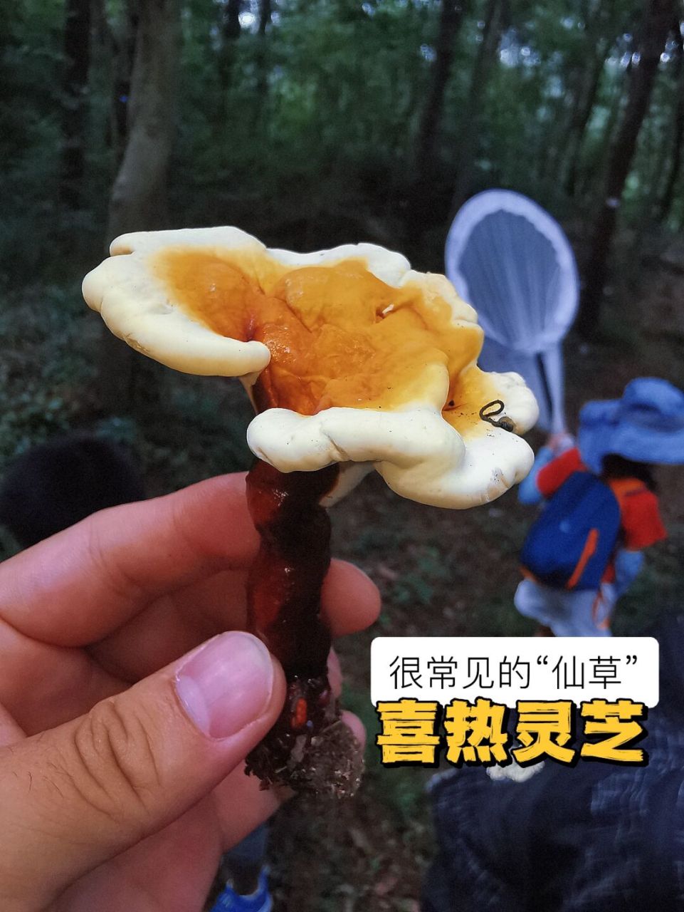 其实没有那么罕见和珍奇 97喜热灵芝,湖北常见野生灵芝,表面红褐色