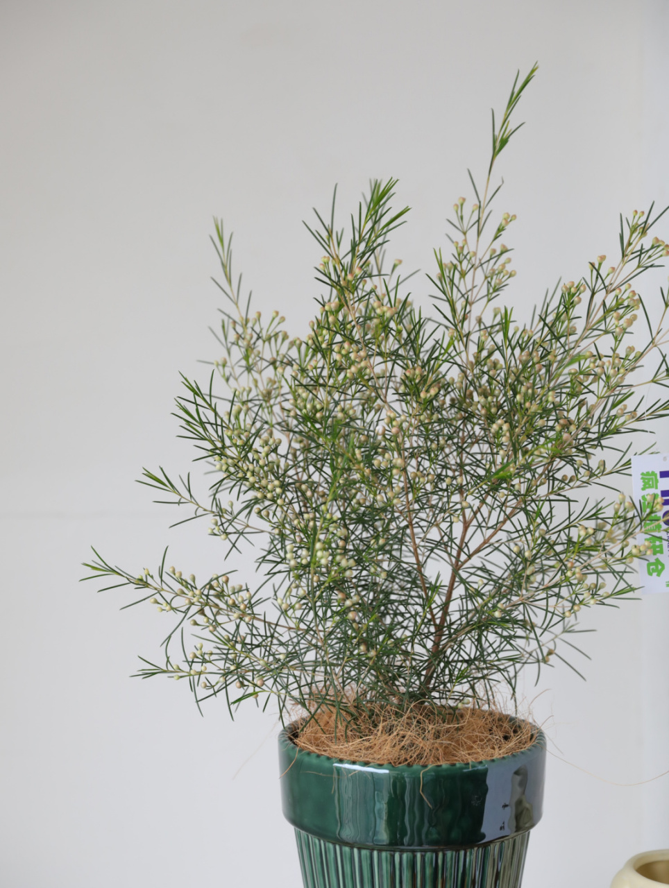 开花植物界的刘亦菲,清新高级又好养的澳梅!