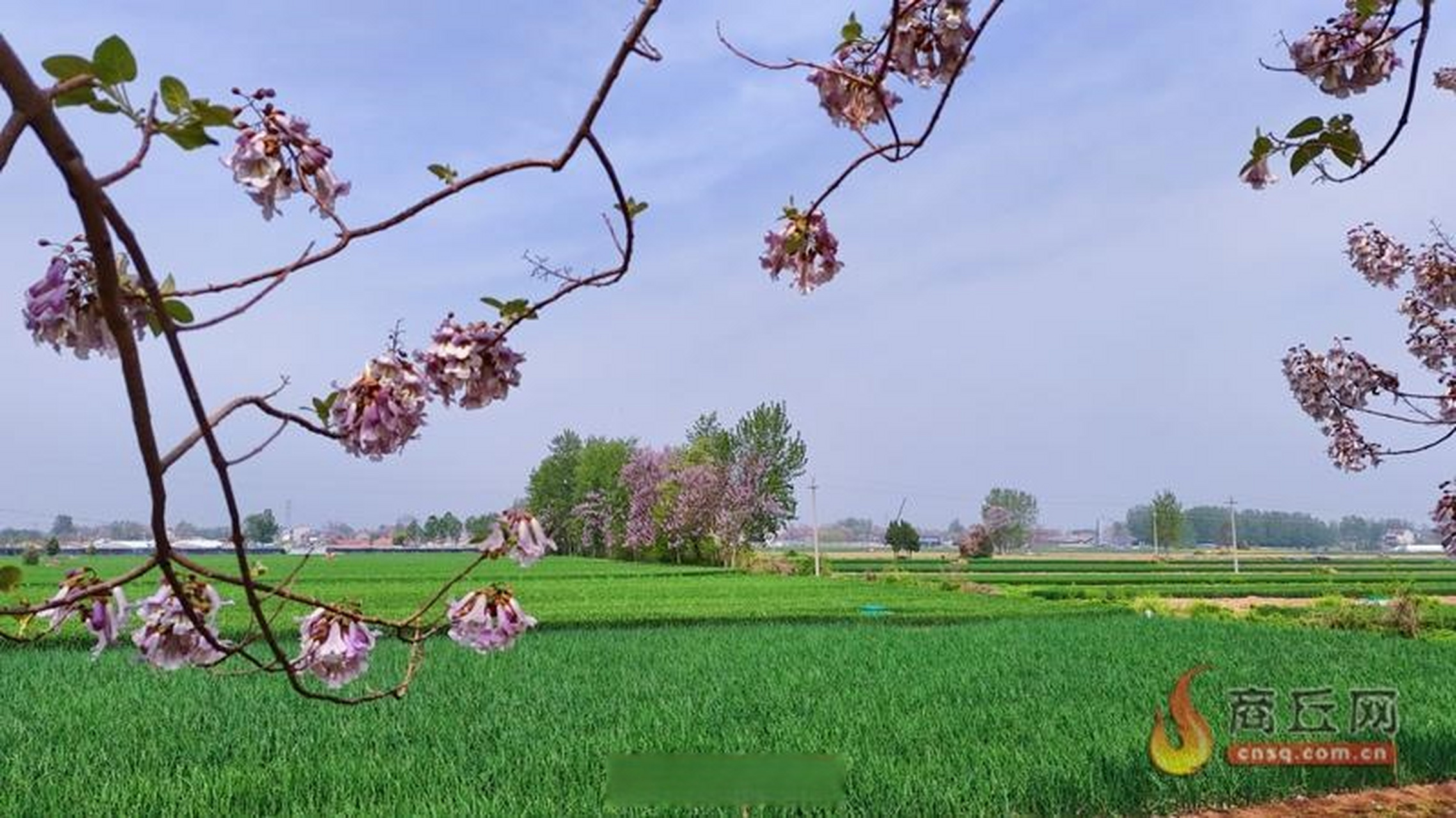 泡桐种植基地图片