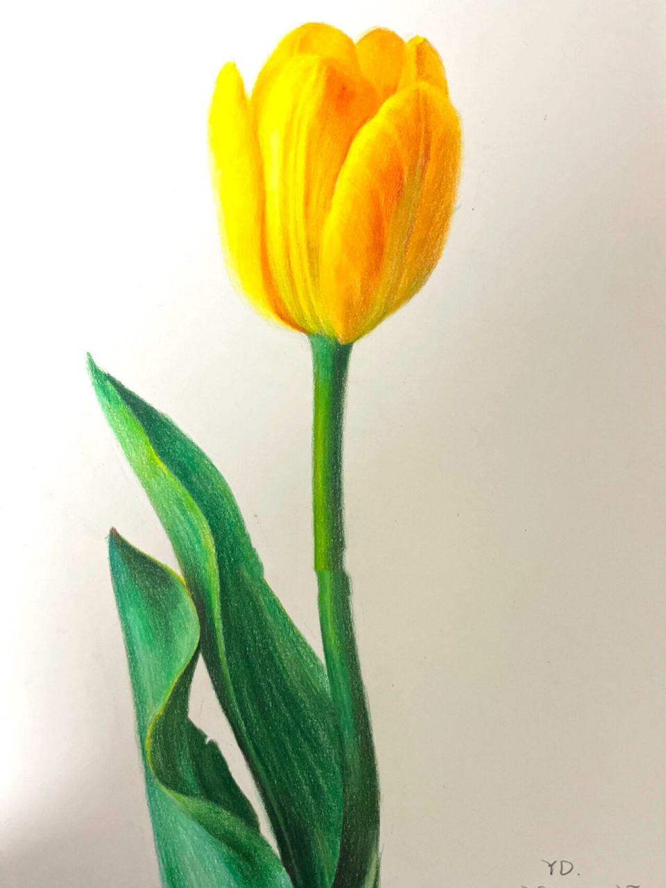 超简单彩铅画黄色郁金香(附过程) 黄色系为主的郁金香 在体积感里走走