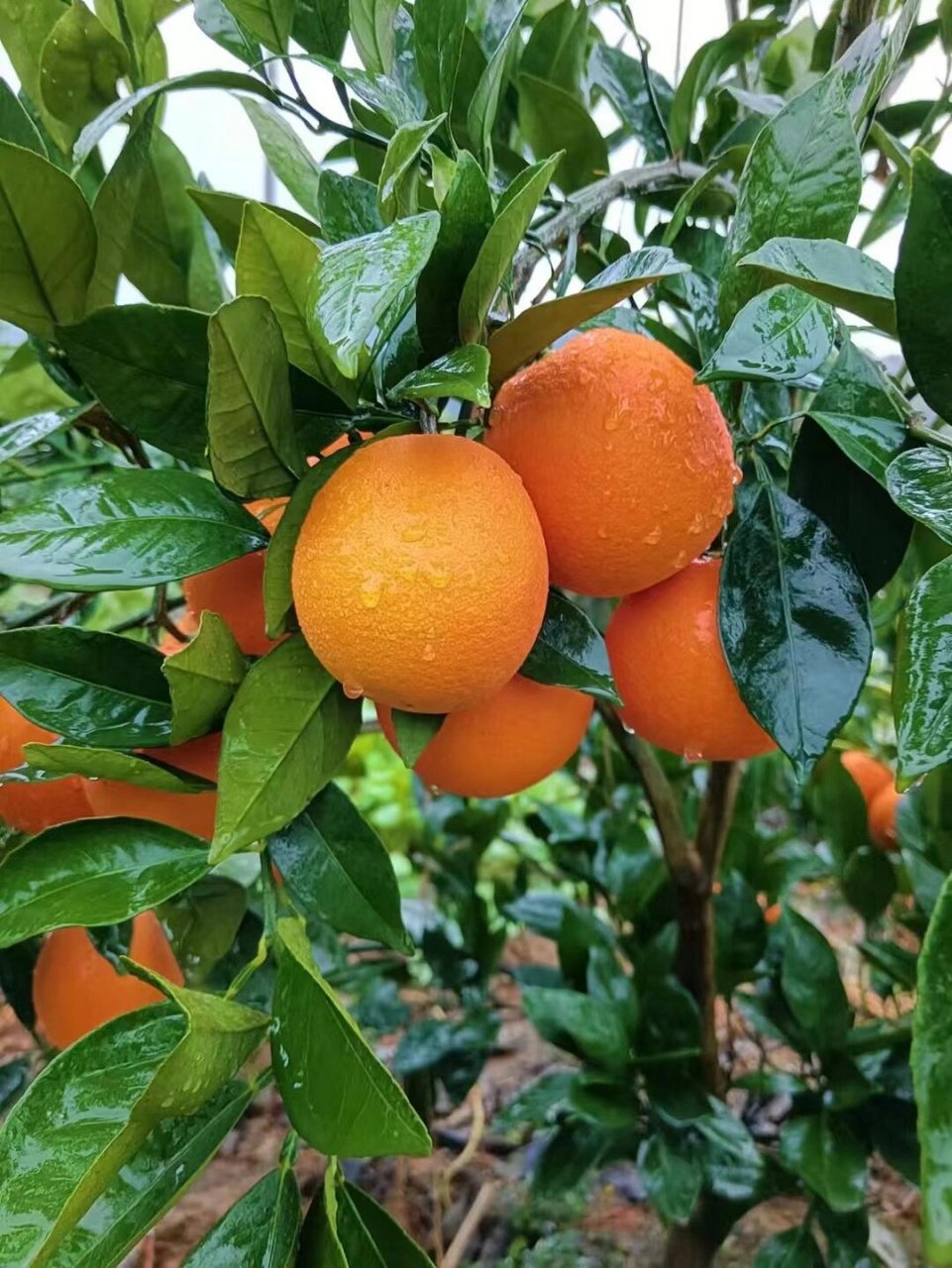 常德-石门橙子(橘橙之乡) 自家果园,品种是纽荷儿,应该是市面上比较老