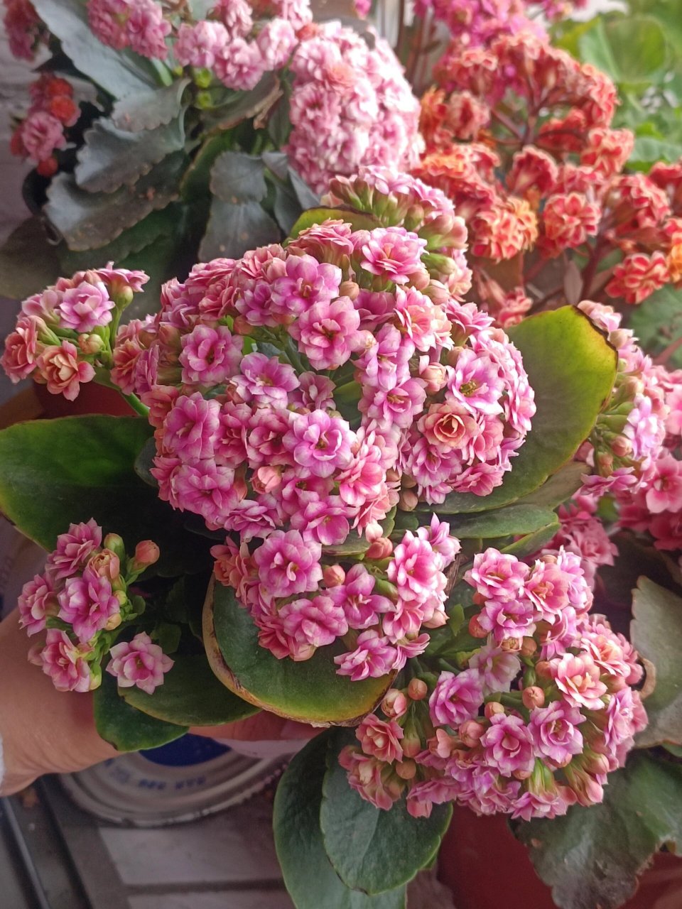 长寿花——锦缎(孔雀) 彩妙系列.复色中花,正当花期.