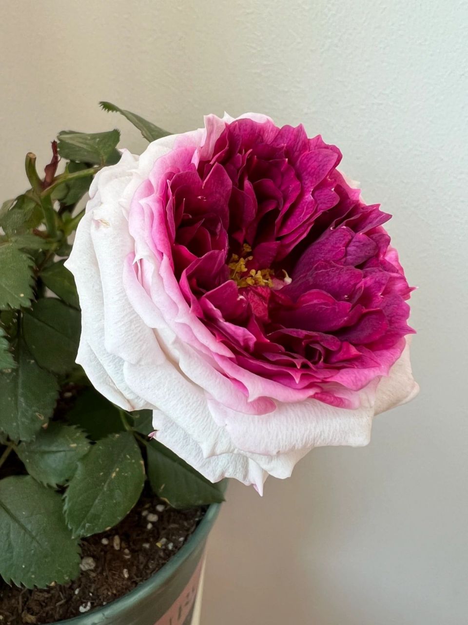 蓝莓蛋糕月季 扦插小苗的蓝莓蛋糕终于舍得开了一朵～吼吼看!