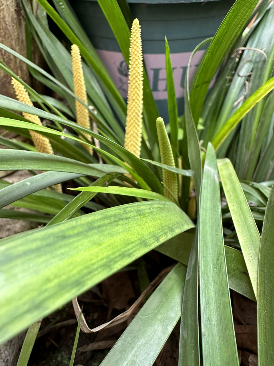 植物之美:菖蒲 石菖蒲開花 黃色花柱