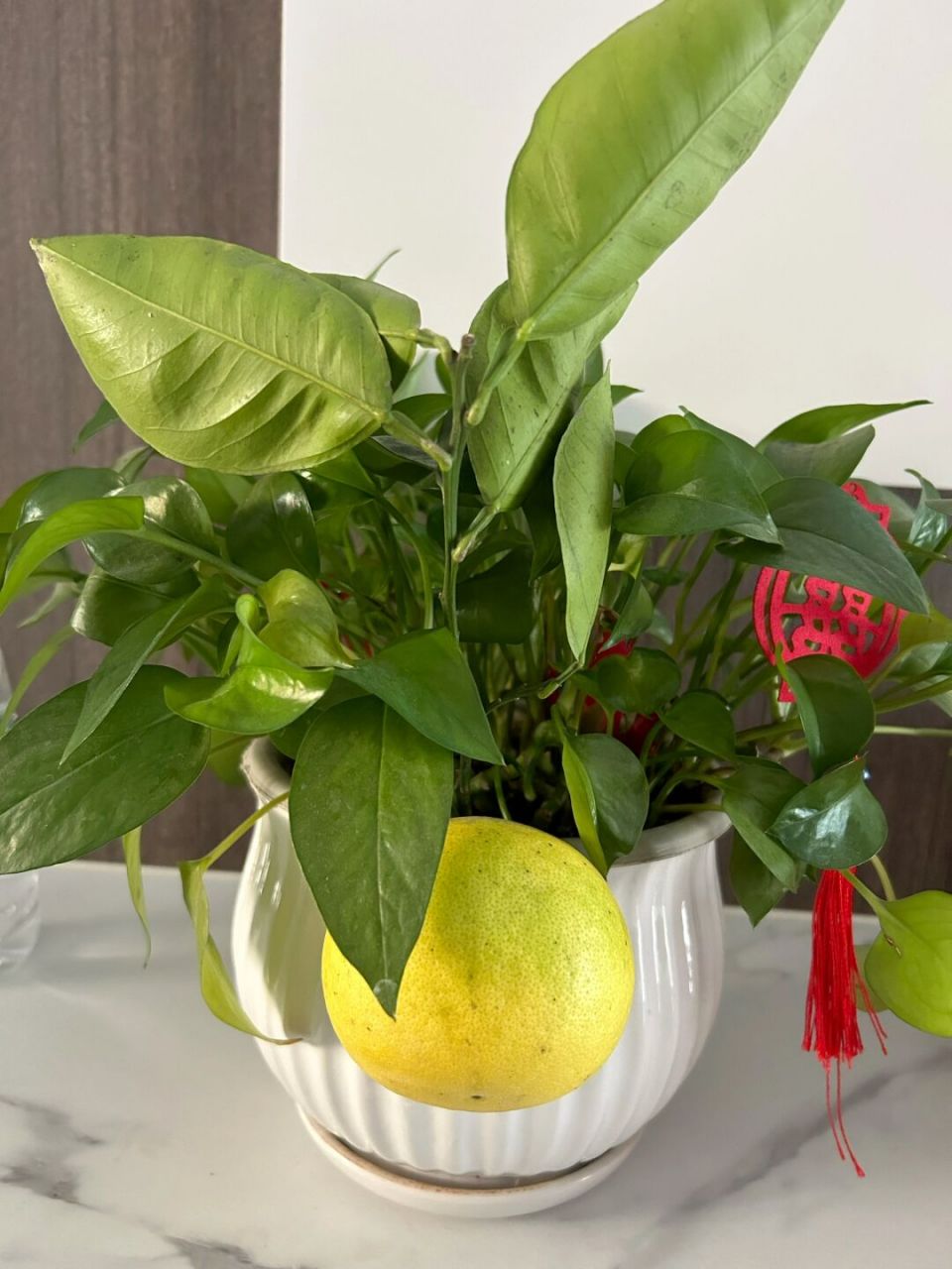 但看看图二图三蓝色圈的绿萝叶和红色的柚子叶,这相似度不说百分百