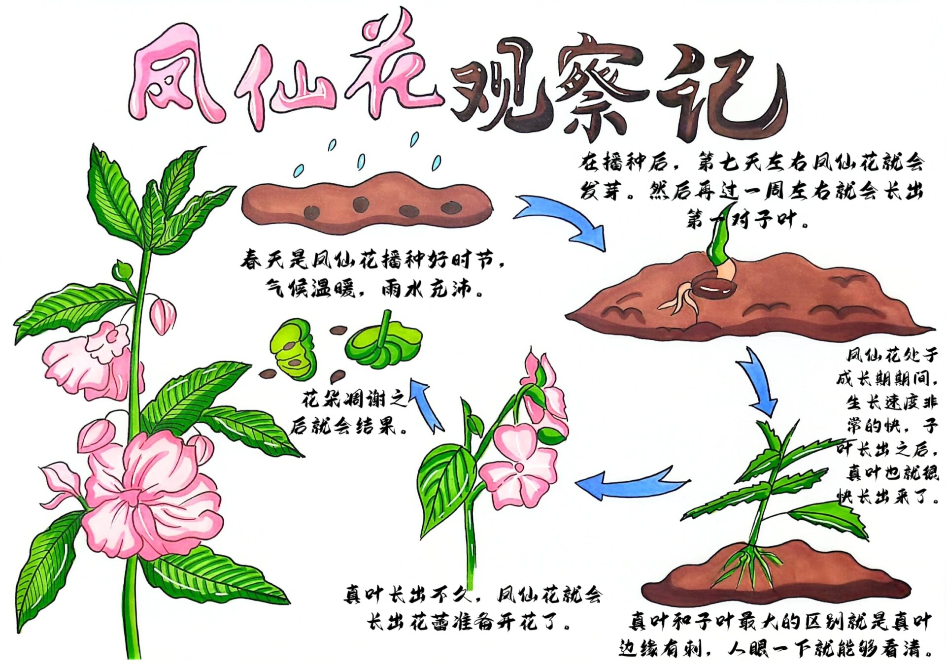 凤仙花简介100字图片