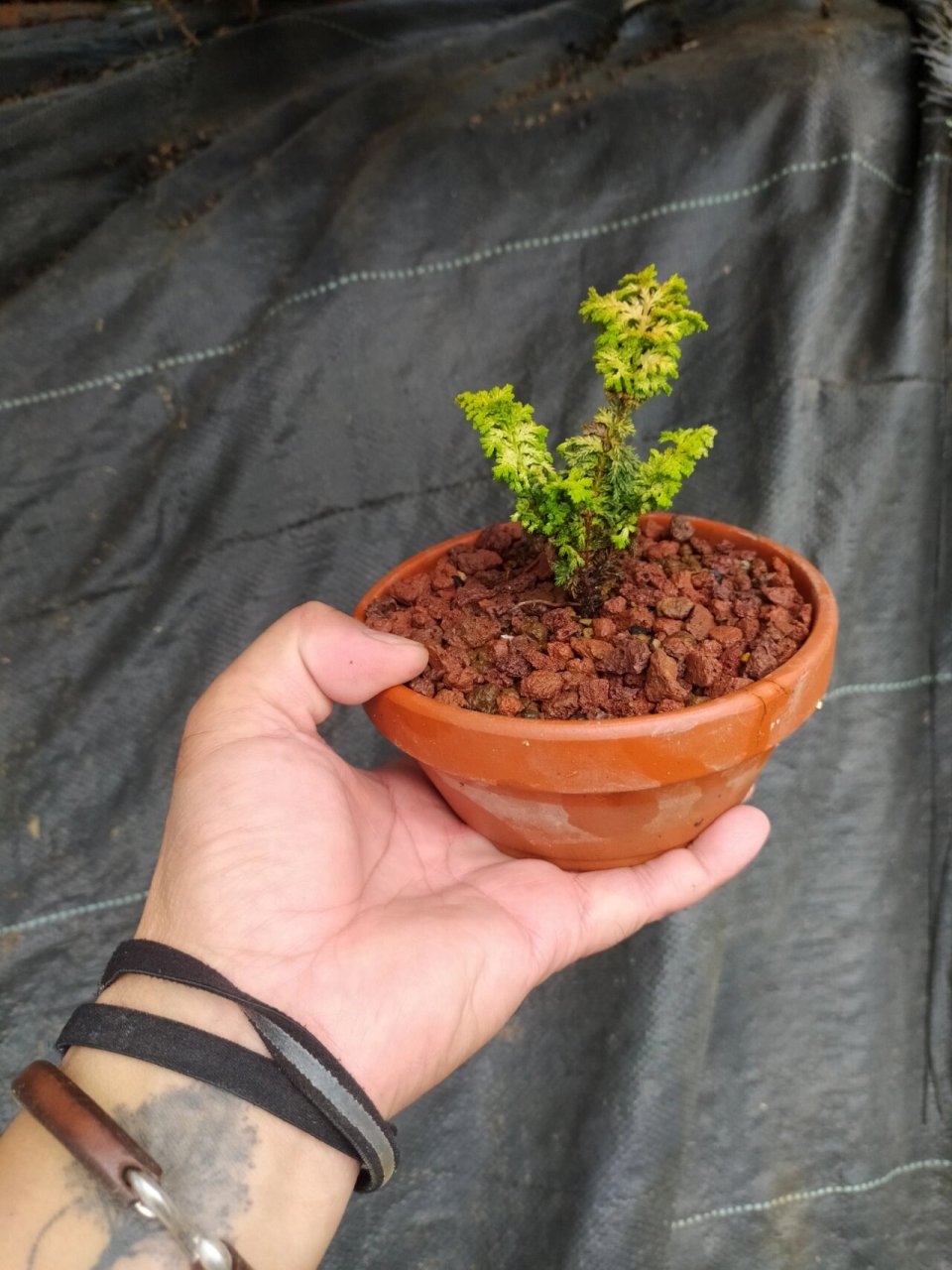 三种石化桧叶色对比 从左至右,分别是初雪石化桧,黄金石化桧,普通石化