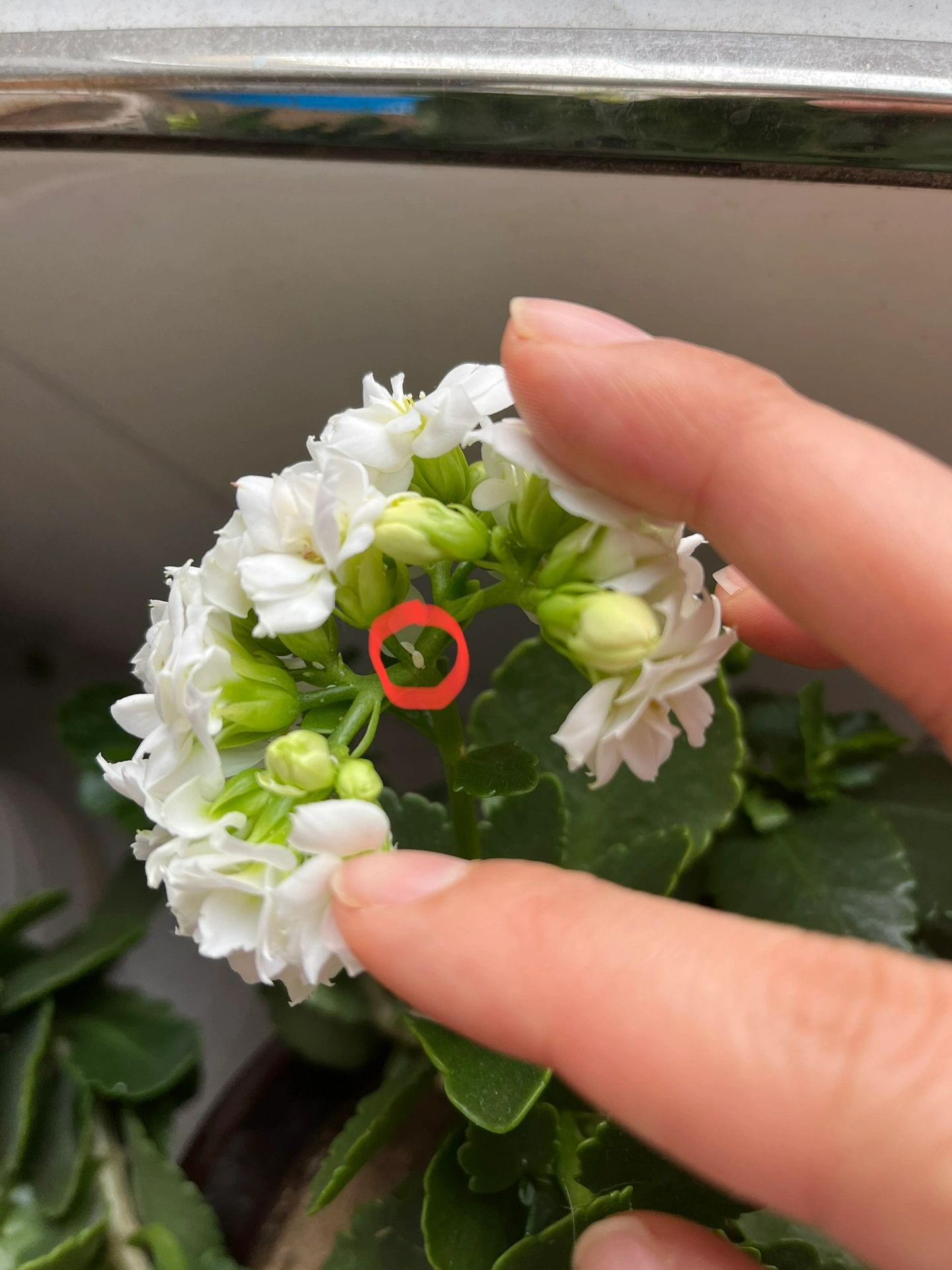 长寿花长了好多白虫子,用什么药比较管用