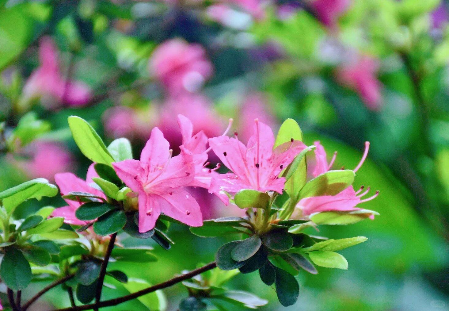 杜鹃花的寓意是清新灵动,繁荣昌盛的社会,欣欣向荣的景象,对国家的