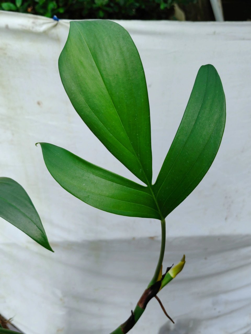 麒麟叶麒麟尾老桩盆栽