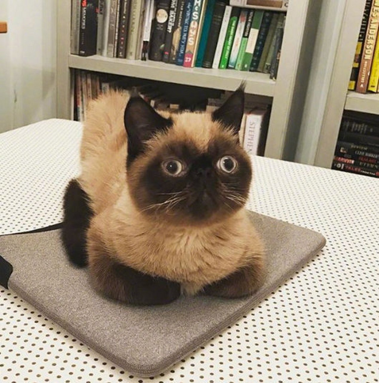 爱吐舌头的呆萌猫,可爱加倍!