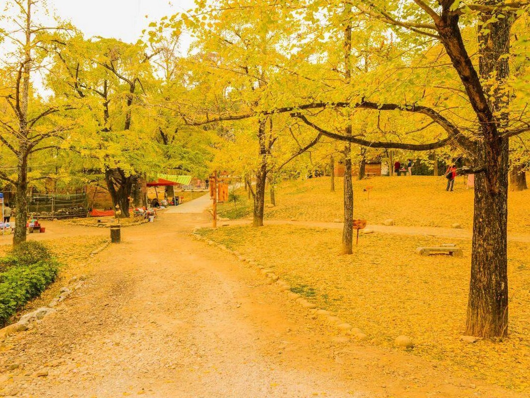 桂北绝美秋色 海洋银杏林, 位于广西桂林市灵川县海洋乡.