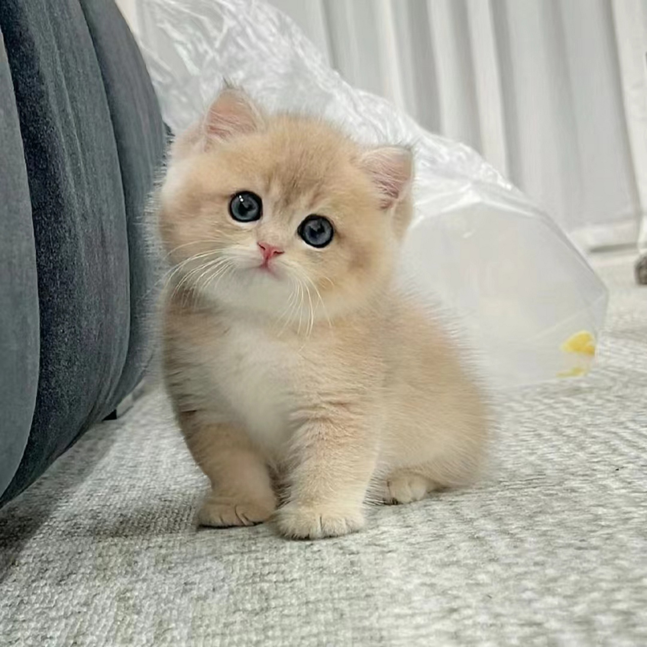 😻小猫咪眨着星星眼,好像在说:"快抱抱我,我好喜欢你哦!